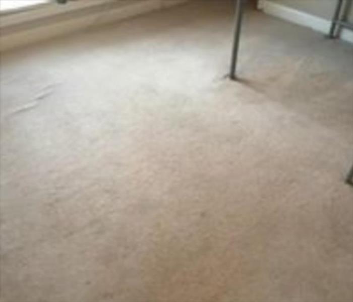 Renters Carpet - after cleaning