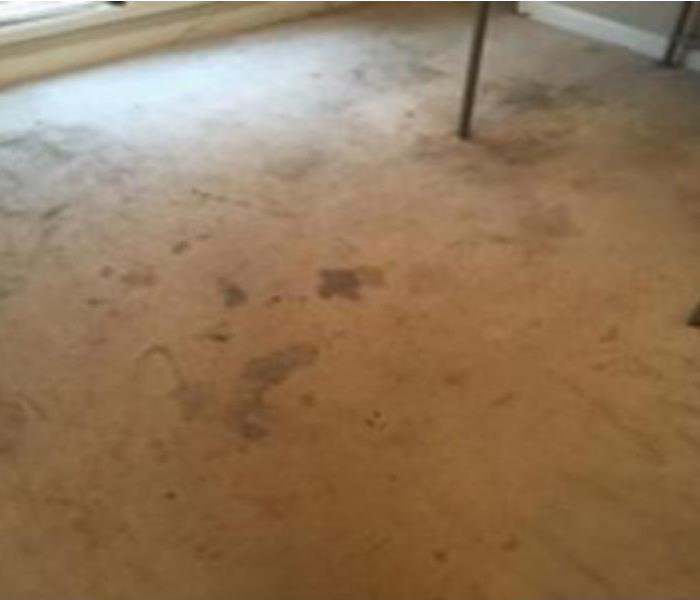 Renters Carpet - Before